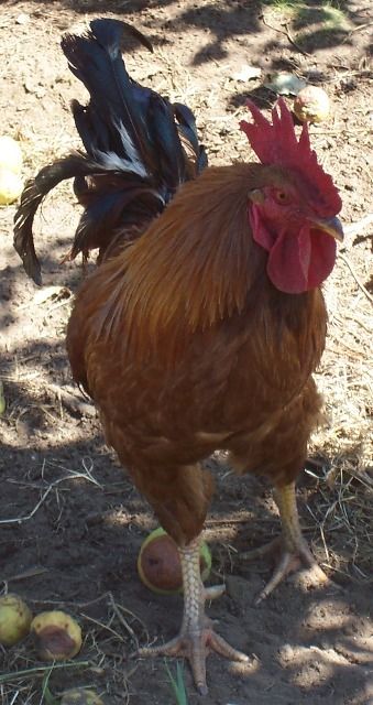 kokas_012.jpg